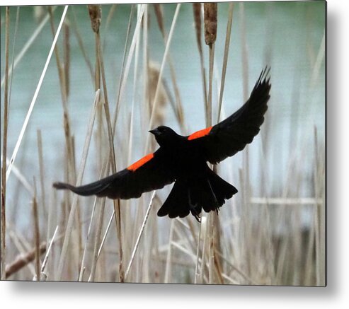 Bird Metal Print featuring the photograph Red-Winged Blackbird I by C H Apperson