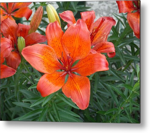 Bridge Of Flowers Metal Print featuring the photograph Reddish Orange Flower by Catherine Gagne