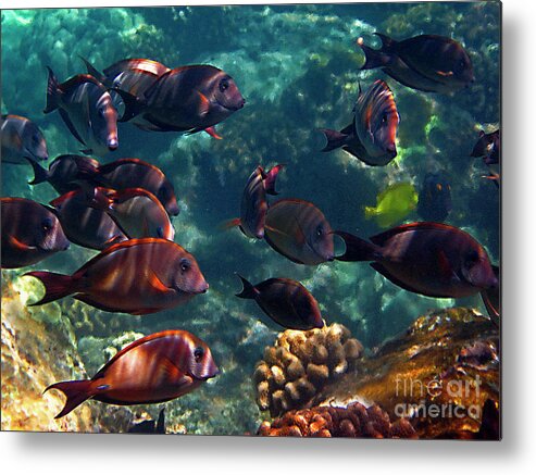 Tropical Fish Metal Print featuring the photograph Reef School by Bette Phelan