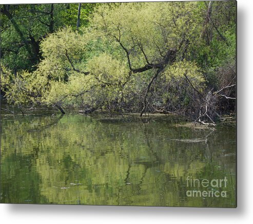 Trees Metal Print featuring the photograph Reflecting Spring Green by Ann Horn