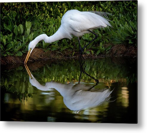 Bird Metal Print featuring the photograph Reflections by Bruce Bonnett