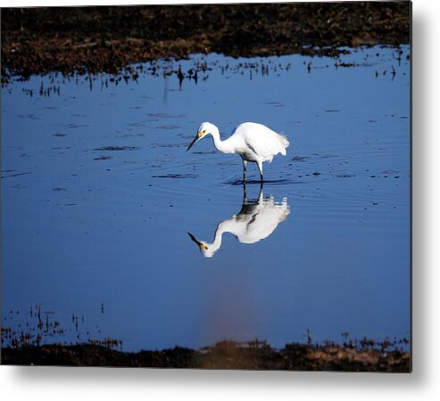 Birds Metal Print featuring the photograph Reflections by Paul Ross