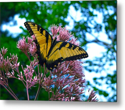 Swallowtail Butterfly Metal Print featuring the photograph Rest by Lori Miller