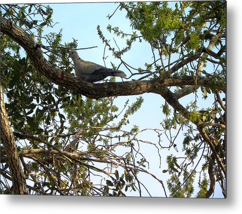 Birds Metal Print featuring the photograph Ring-Neck Turtle Dove by Terri Mills