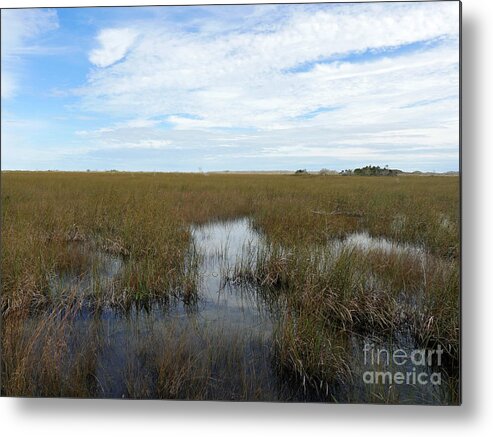 Florida Metal Print featuring the photograph River of Grass by Maxine Kamin