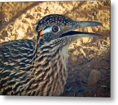 Arizona Metal Print featuring the photograph Roadrunner Portrait by Judy Kennedy