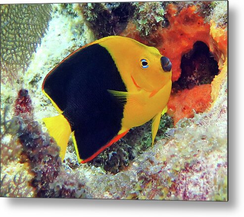 Underwater Metal Print featuring the photograph Rock Beauty by Daryl Duda
