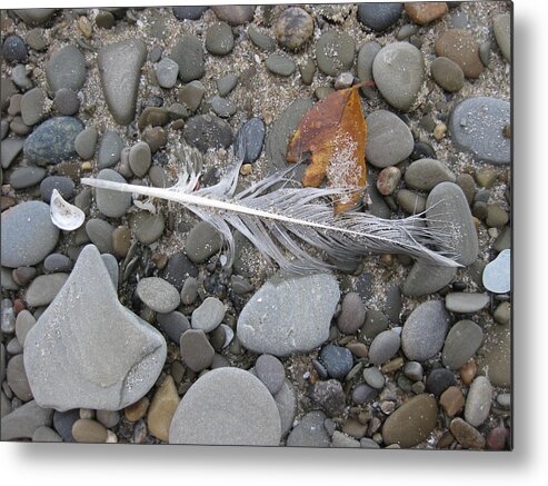 Rock Metal Print featuring the photograph Rock Feather Shell Leaf by Brenda Berdnik
