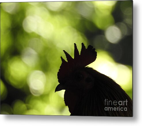 Rooster Metal Print featuring the photograph Rooster Silhouette by Jan Gelders