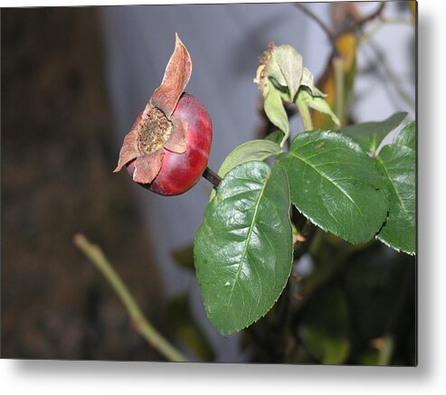 Rose Hip Metal Print featuring the photograph Rose Hip by Stephen Daddona