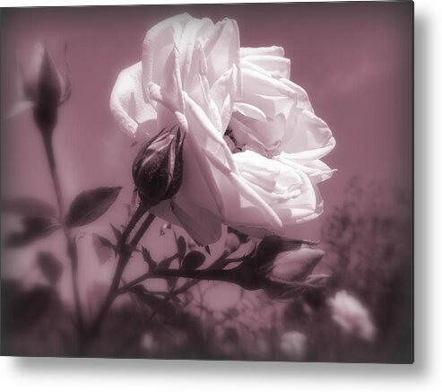 New Dawn Climbing Rose Metal Print featuring the photograph Rose in Rose by Susan Lafleur