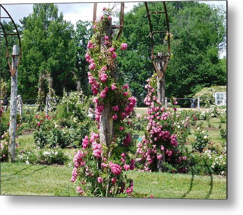 Hartford Metal Print featuring the photograph Rose Trellis by Catherine Gagne