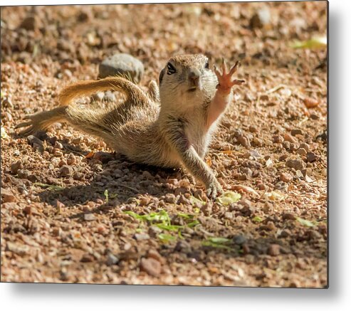 Round-tailed Metal Print featuring the photograph Round-tailed Ground Squirrel Stretch by Tam Ryan