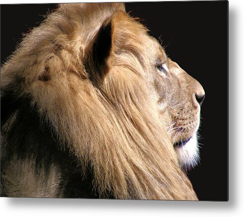 Lion Metal Print featuring the photograph Royalty by Scott Hovind