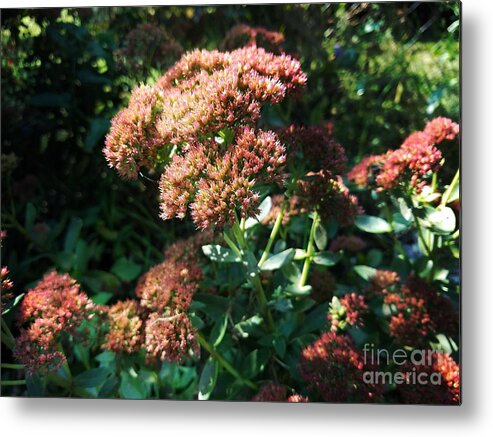 Rustic Sedum Metal Print featuring the photograph Rustic Sedum by Maria Urso