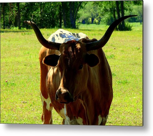 Cattle Metal Print featuring the photograph S Horn by Kirk Long