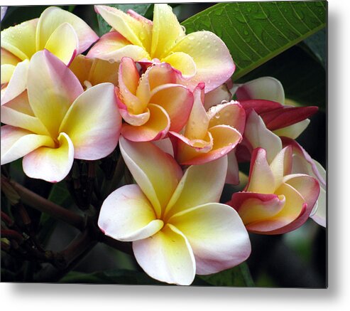 Plumeria Metal Print featuring the photograph Sacuanjoche by Sarah Hornsby