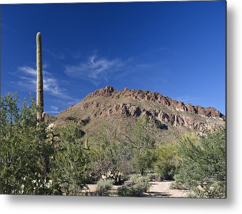 Saguaro Metal Print featuring the photograph Saguaro Landscape by Jim DeLillo