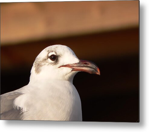 Sally Seagull Metal Print featuring the photograph Sally Seagull by Kathy K McClellan