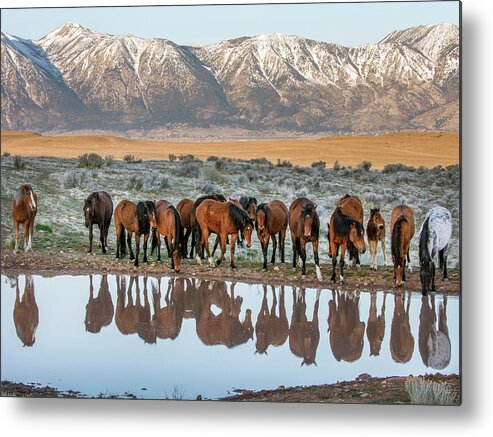  Metal Print featuring the photograph Samson at the pond by John T Humphrey
