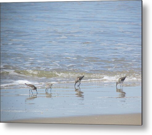 Sand Pipers Metal Print featuring the photograph Sand Pipers Feeding on the Beach by Amanda Roberts