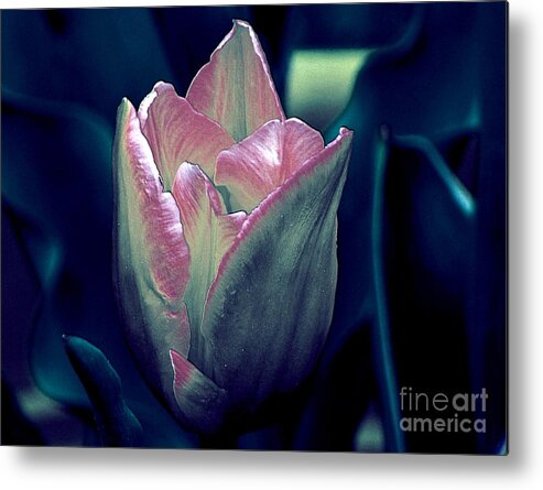 Tulip Metal Print featuring the photograph Satin by Elfriede Fulda