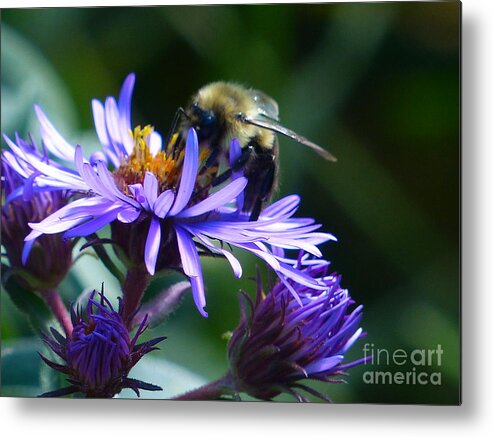 Honeybee Metal Print featuring the photograph Save The Bees by Rosanne Licciardi