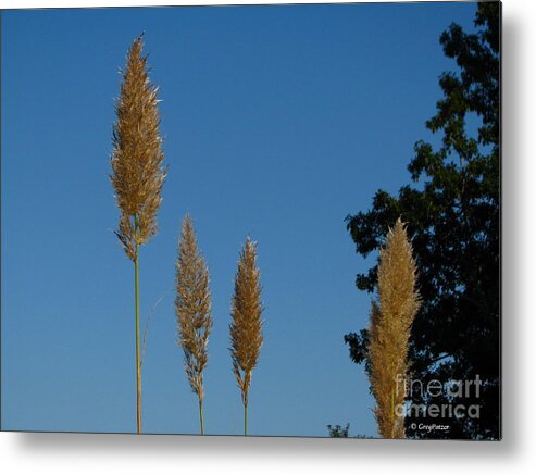 Patzer Metal Print featuring the photograph Sawgrass Blooms by Greg Patzer