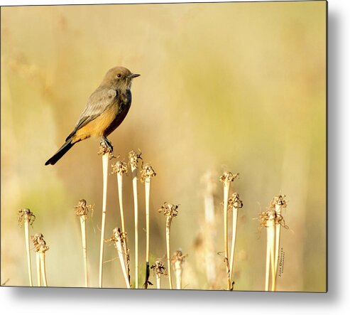 Say's Phoebes Metal Print featuring the photograph Say's Phoebe by Judi Dressler