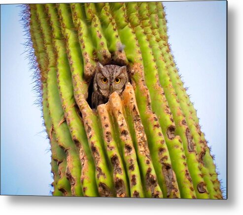 Animals Metal Print featuring the photograph Screech Owl in Saguaro by Judy Kennedy