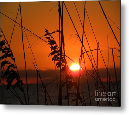Seaoats Metal Print featuring the photograph Sea Oats at Sunset by Terri Mills