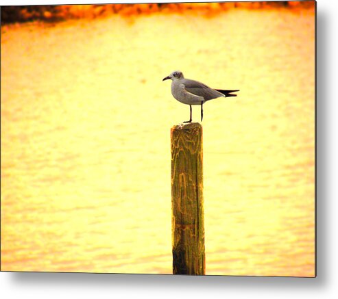 Ocean Metal Print featuring the photograph Seagulls Sunset by Laura Brightwood