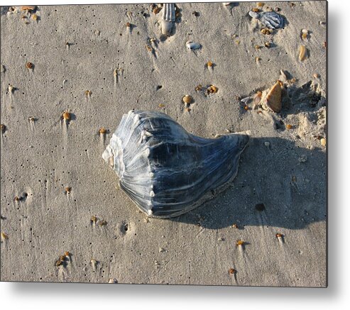 Seashell Metal Print featuring the photograph Seashell by Creative Solutions RipdNTorn