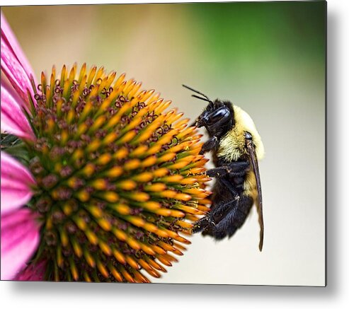 Bee Metal Print featuring the photograph Seeking Nectar by Brad Boland