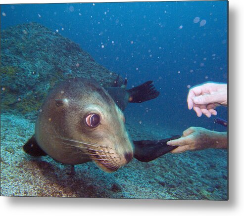 Underwater Metal Print featuring the photograph Shaking hands and fins by Matt Swinden