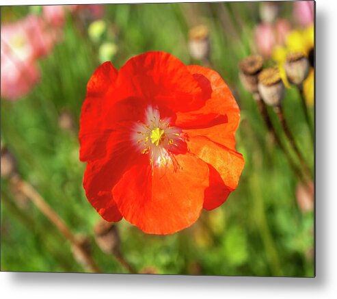 Shirley Poppy Metal Print featuring the photograph Shirley Poppy 2018-10 by Thomas Young