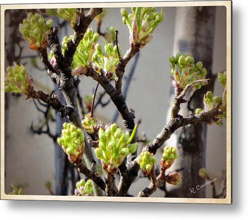 Trees Metal Print featuring the painting Shooting Forth by Renette Coachman