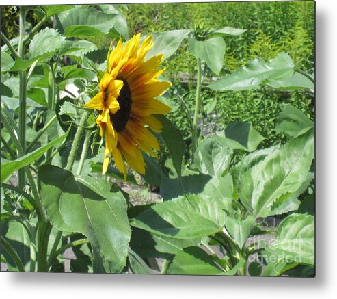Sunflower Metal Print featuring the photograph Shy Sunflower by Brandy Woods