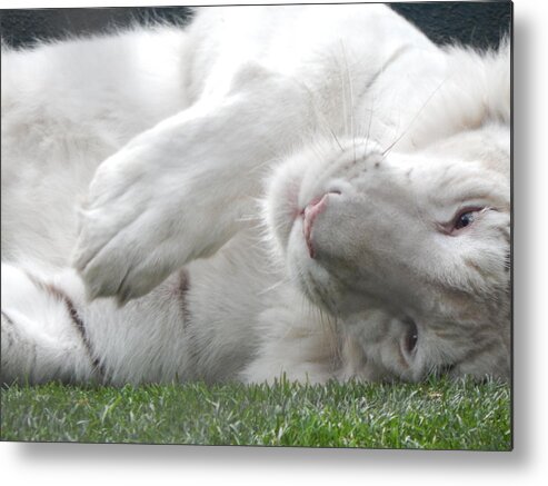 White Tiger Metal Print featuring the photograph Silly Kitty by Amanda Eberly