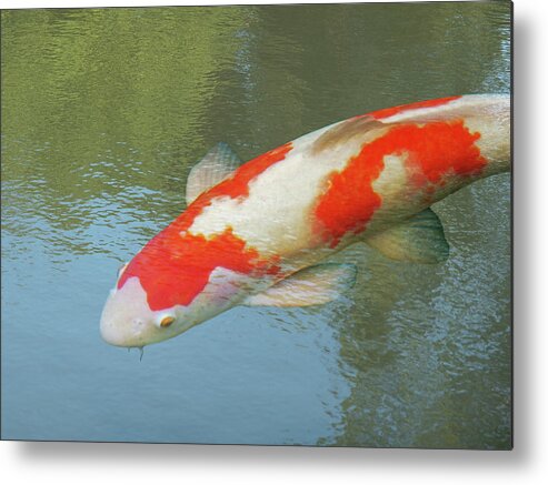Fish Metal Print featuring the photograph Single Red and White Koi by Gill Billington