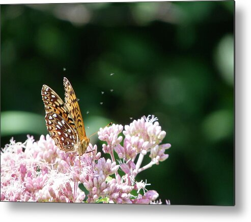 Butterfly Metal Print featuring the photograph Sipping Nectar by Peggy King