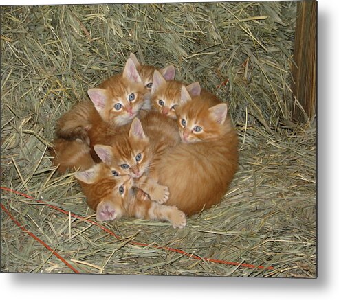 Kittens Metal Print featuring the photograph Six Kittens by Keith Stokes