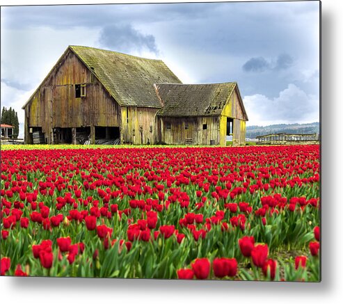 Red Metal Print featuring the photograph Skagit Valley Barn by Kyle Wasielewski