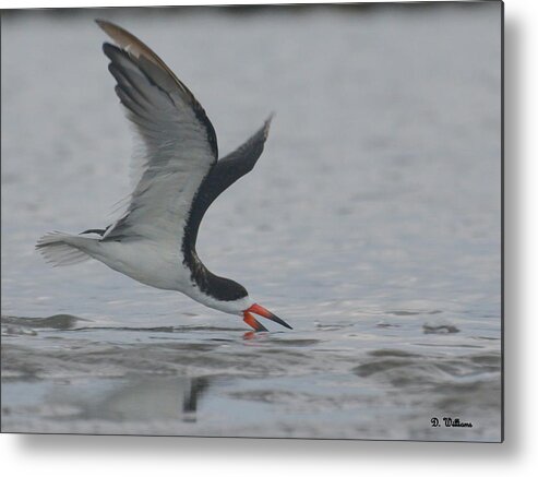 Black Skimmer Metal Print featuring the photograph Skimming the surface.... by Dan Williams