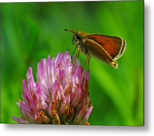 Butterfly Metal Print featuring the photograph Skipper by Juergen Roth