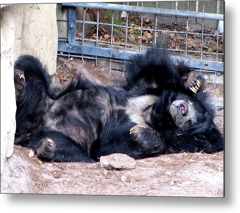 Bear Metal Print featuring the photograph Sloth Bear by Christopher Mercer