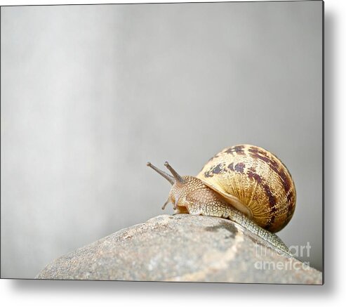 Slug Metal Print featuring the photograph Snail #1 by Elisabeth Derichs