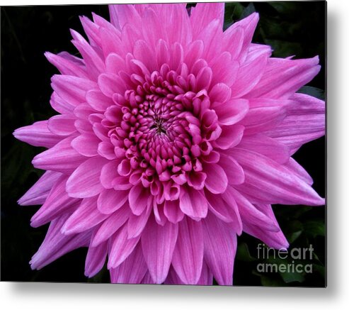 Chrysanthemum Metal Print featuring the photograph Small Pink Chrysanthemum by Joan-Violet Stretch