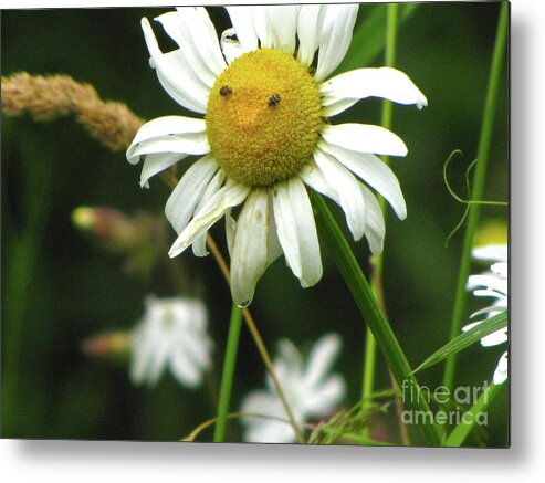 Photography Metal Print featuring the photograph Smiley Face Ox-Nose Daisy by Sean Griffin