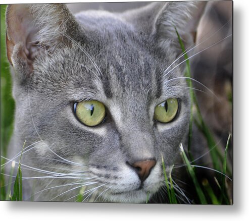 Cat Metal Print featuring the photograph Smokey's Stare by Josephine Buschman